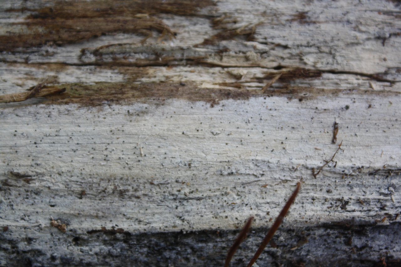 Andere Art in Pilzfinder App spotted by Treitner on 05.02.2021