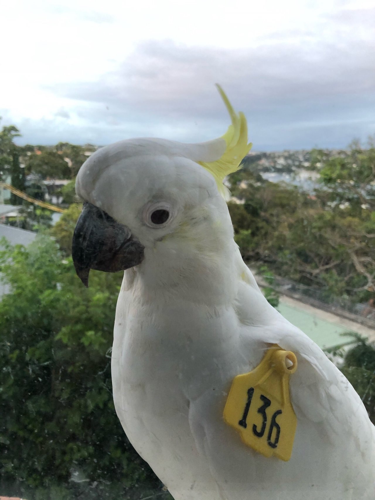 Sulphur-crested Cockatoo in Big City Birds App spotted by Cockie on 13.12.2020