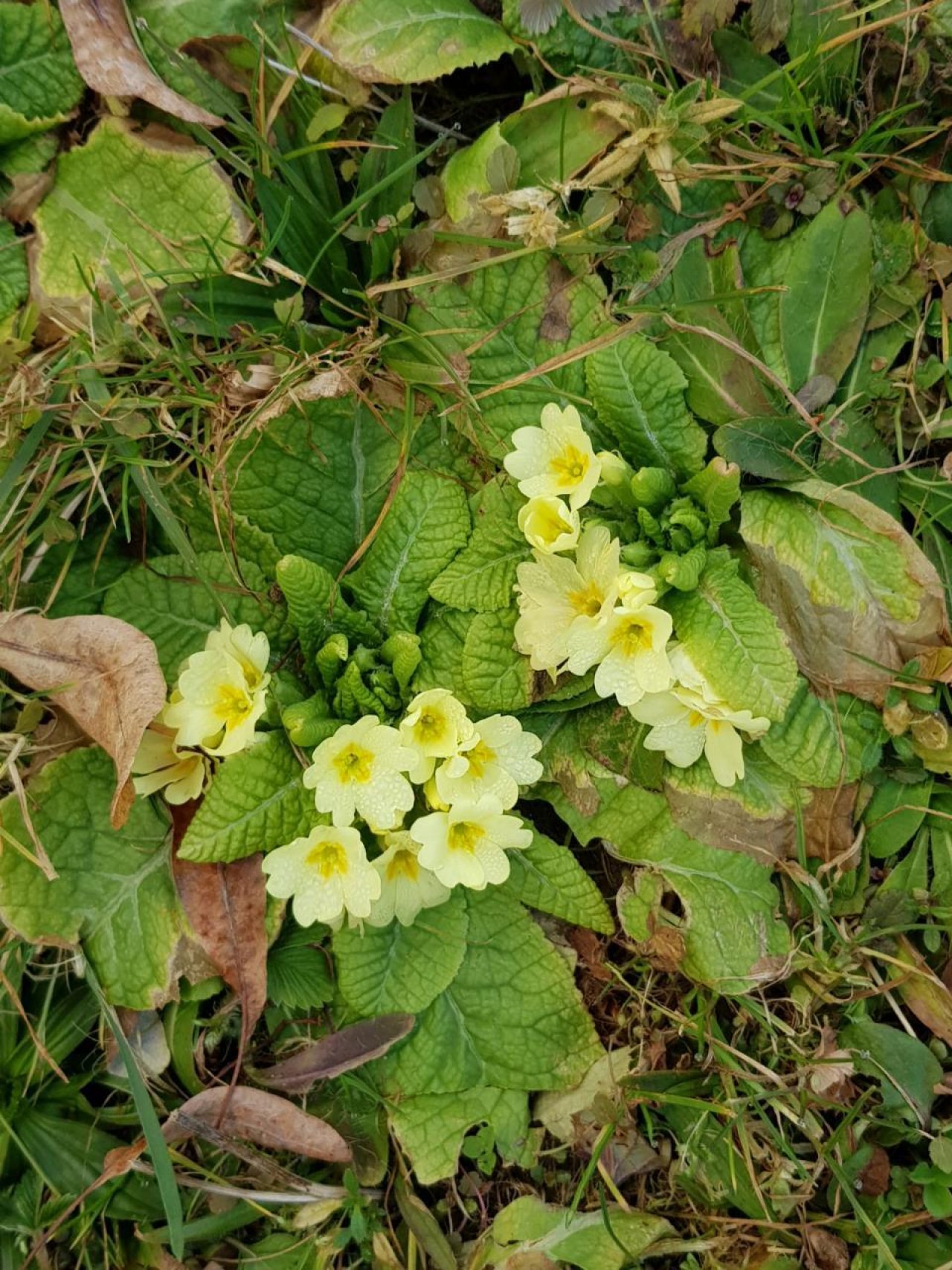 Stengellose Primel in Naturkalender Oberösterreich App spotted by Edlelinde on 21.02.2021
