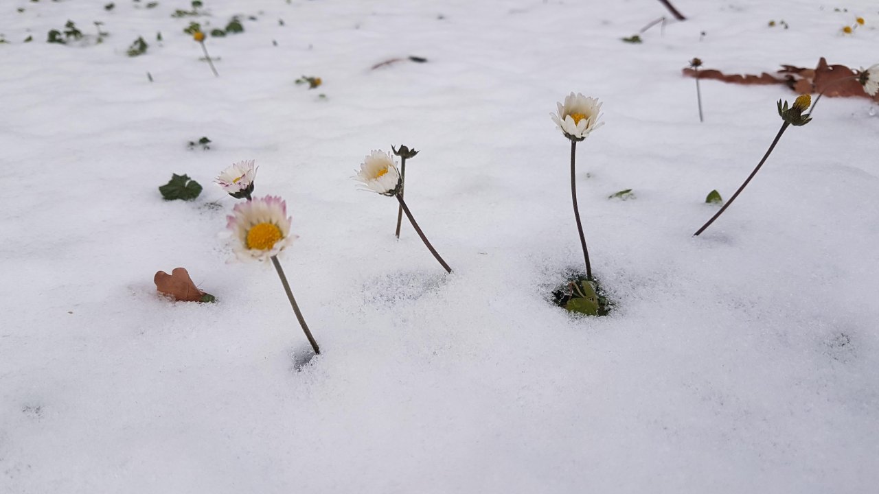 Plants in NatureSpots App spotted by Ka vonSeiten on 26.01.2021