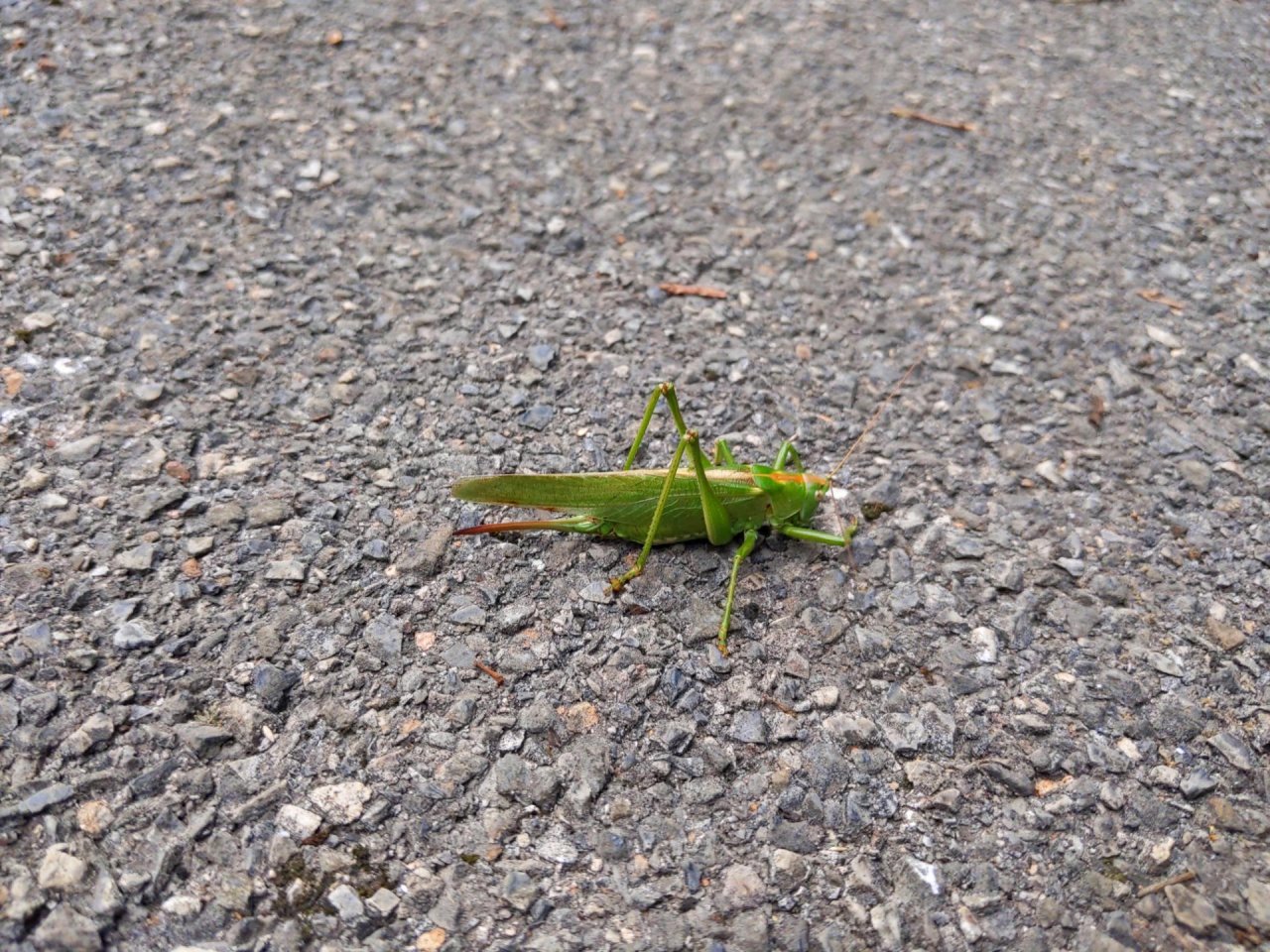 Animals in NatureSpots App spotted by stevee on 19.01.2021