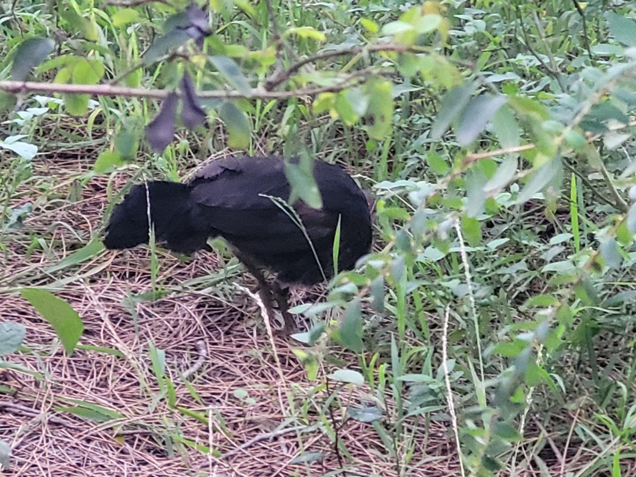 birds in BrushTurkeys App spotted by Helen Sloan on 25.12.2020