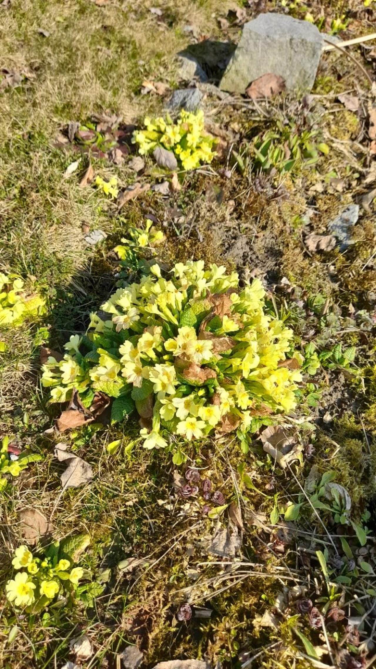 Stengellose Primel in Naturkalender Oberösterreich App spotted by Anna Oberauer on 07.03.2021