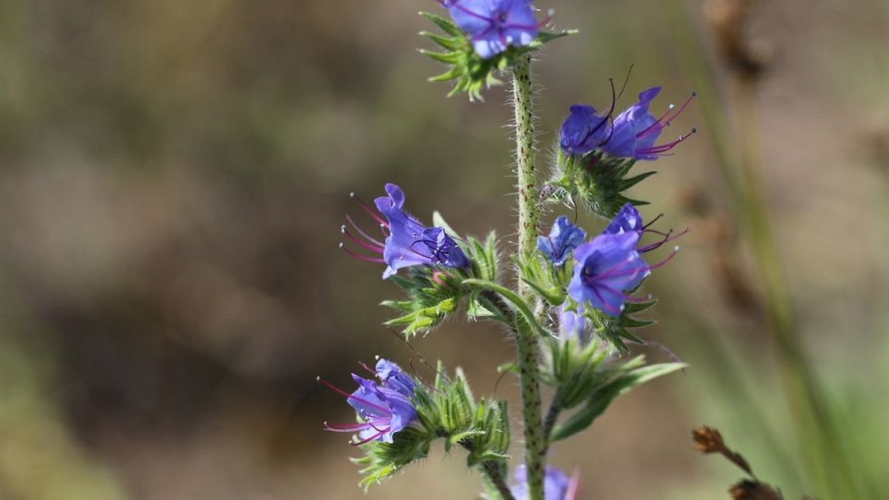 Perda de inseto da víbora
