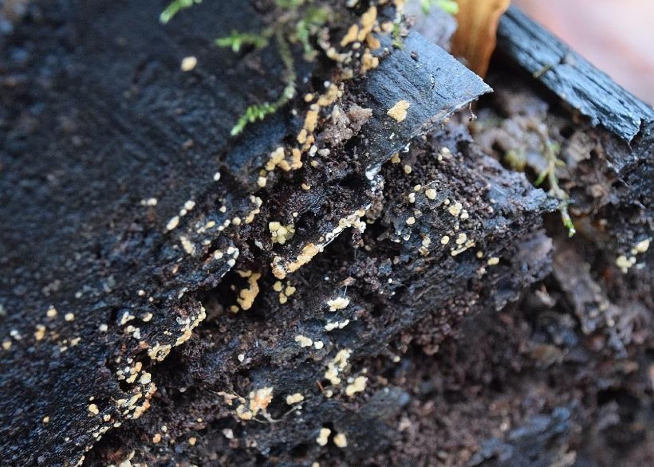 anderer Schleimpilz in Pilzfinder App spotted by Markus Sabor on 22.12.2020