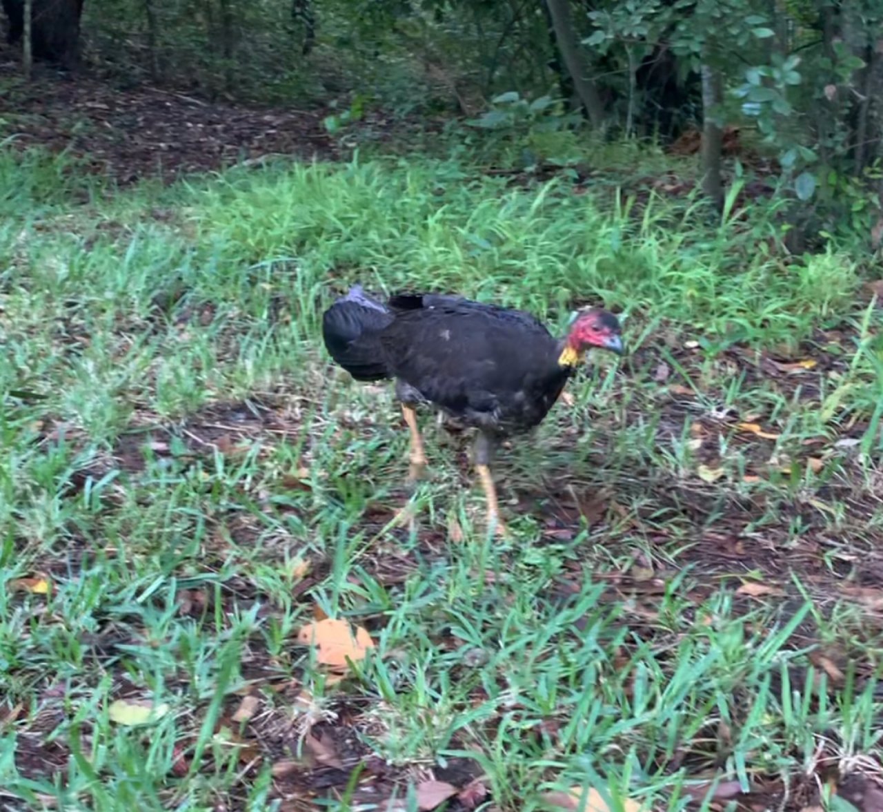 Brush-turkey in Big City Birds App spotted by John Martin on 31.01.2021