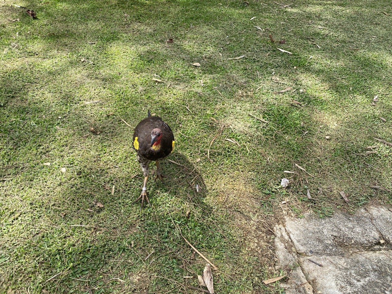 birds in BrushTurkeys App spotted by Jim Mc on 07.01.2021