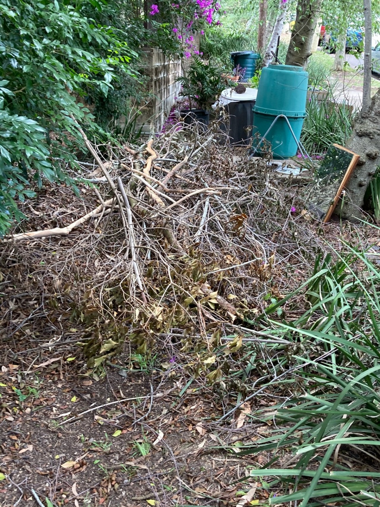 mounds in BrushTurkeys App spotted by Mary Ann Irvin on 11.12.2020