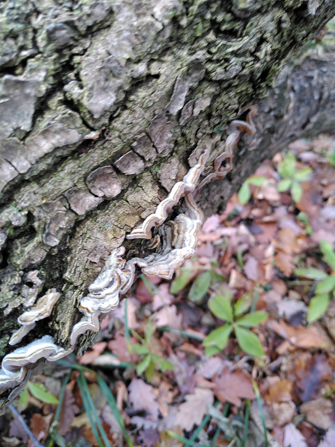 Andere Art in Pilzfinder App spotted by TheOSWR on 13.12.2020