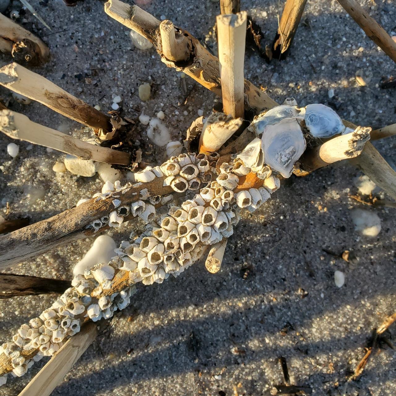 Water level in Coastal Observer App spotted by Jennifer Boland on 29.12.2020