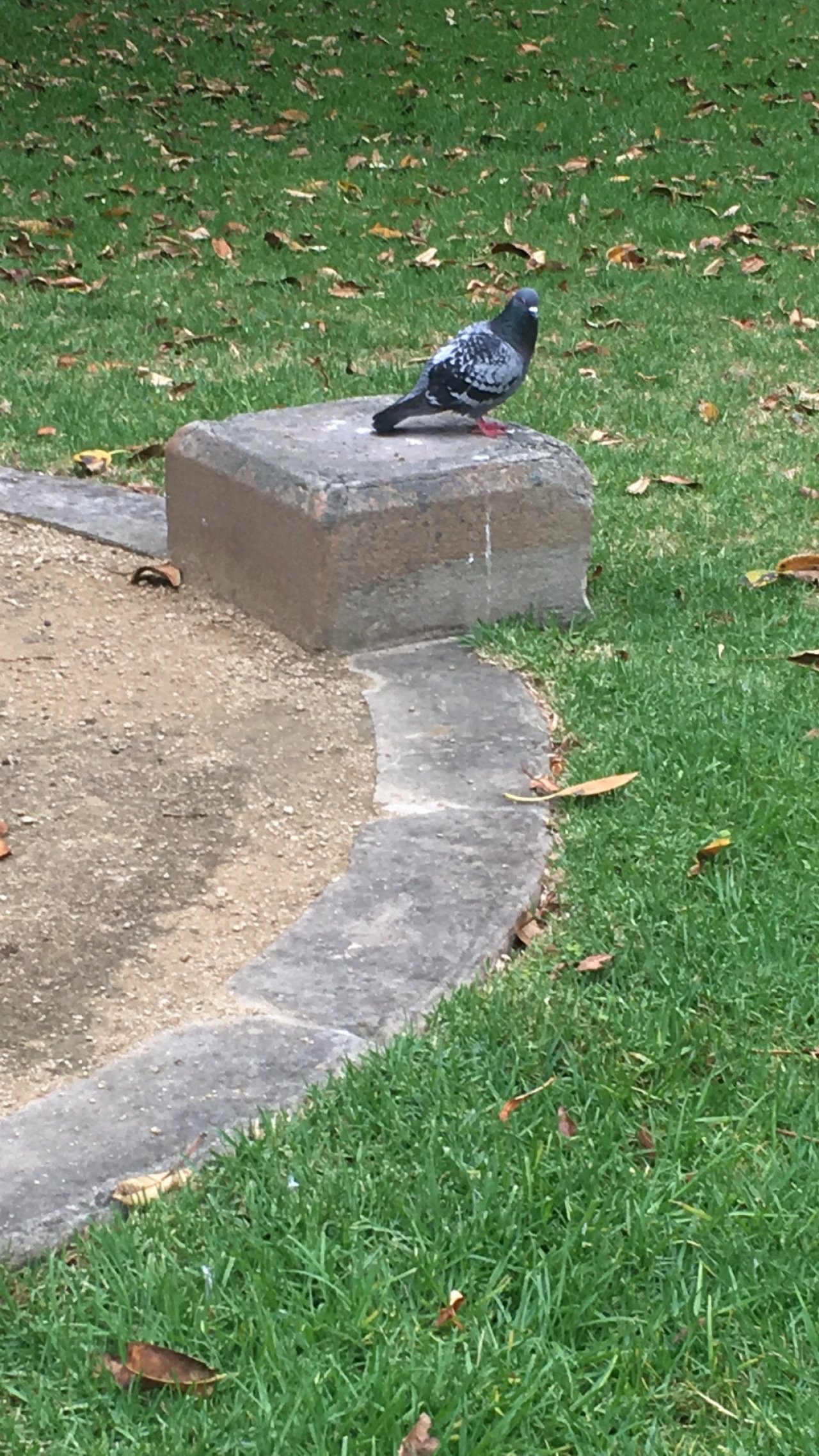 Other bird in Big City Birds App spotted by Chip Steele on 14.12.2020