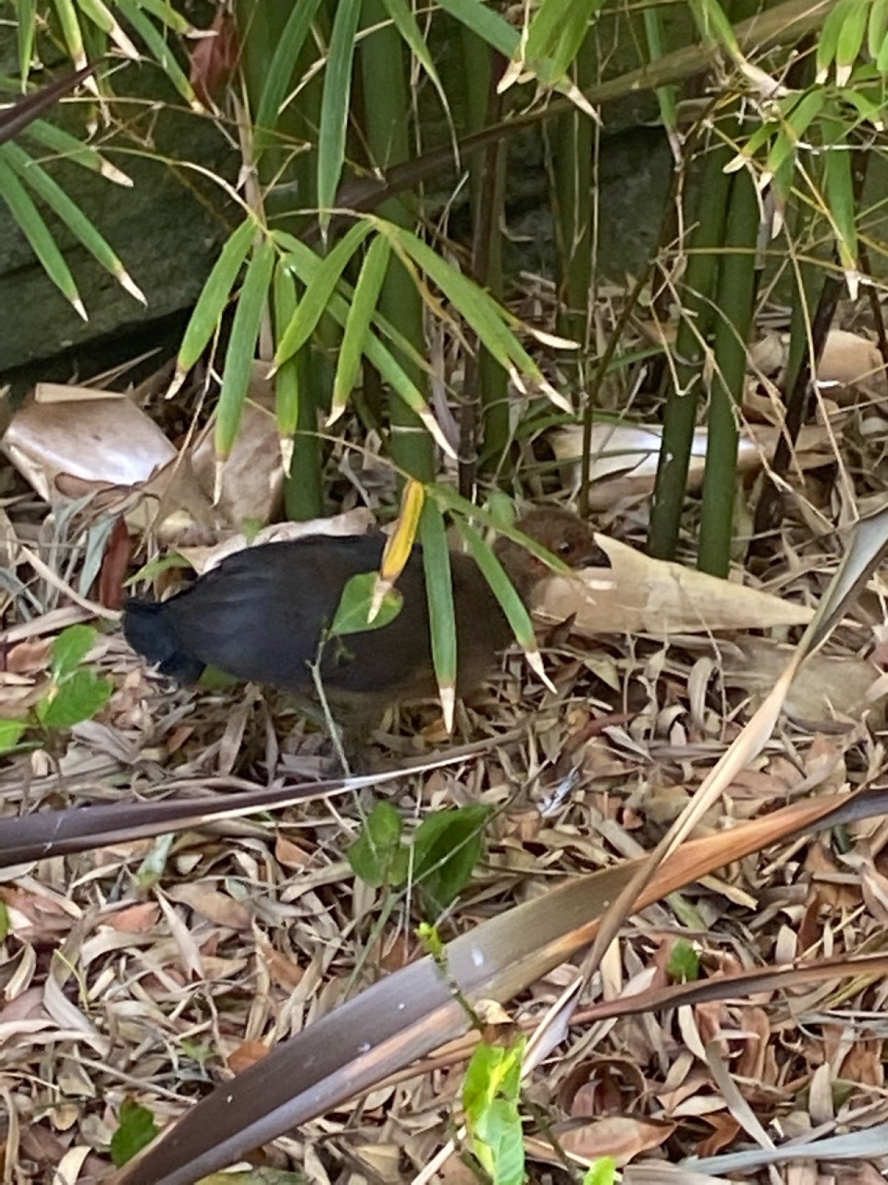 | BrushTurkeys App | 09.12.2020