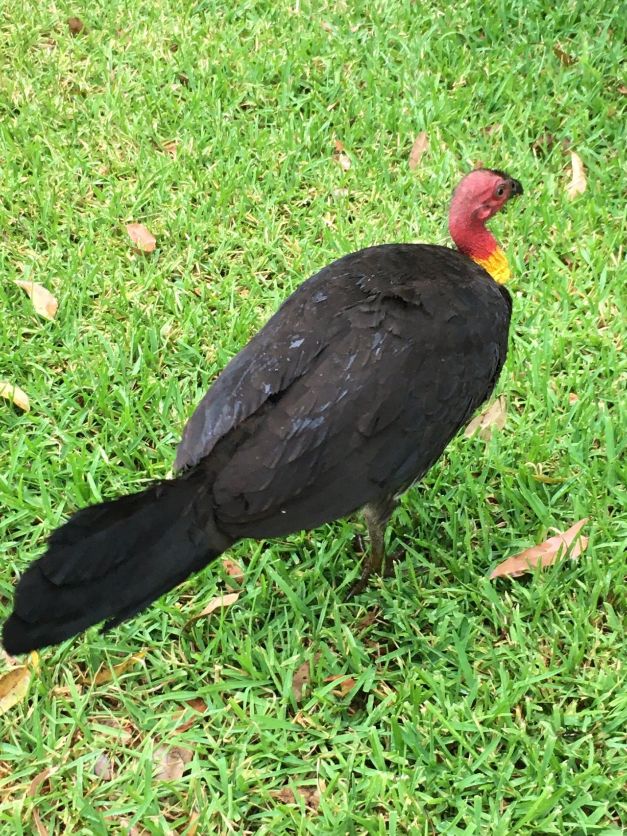 Brush-turkey in Big City Birds App spotted by Margaret Scott on 27.01.2021