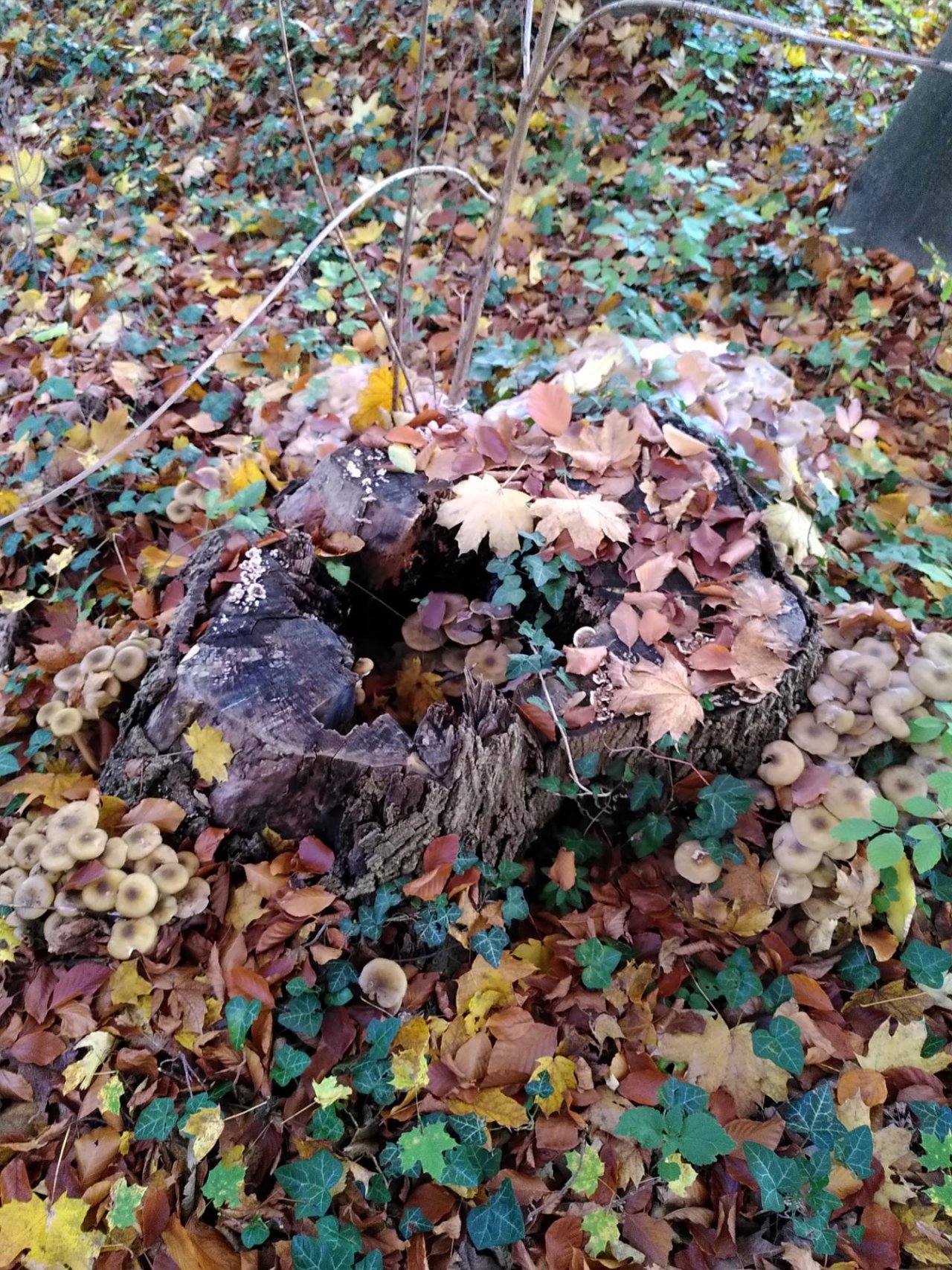 Fungi in NatureSpots App spotted by TheOSWR on 06.11.2020