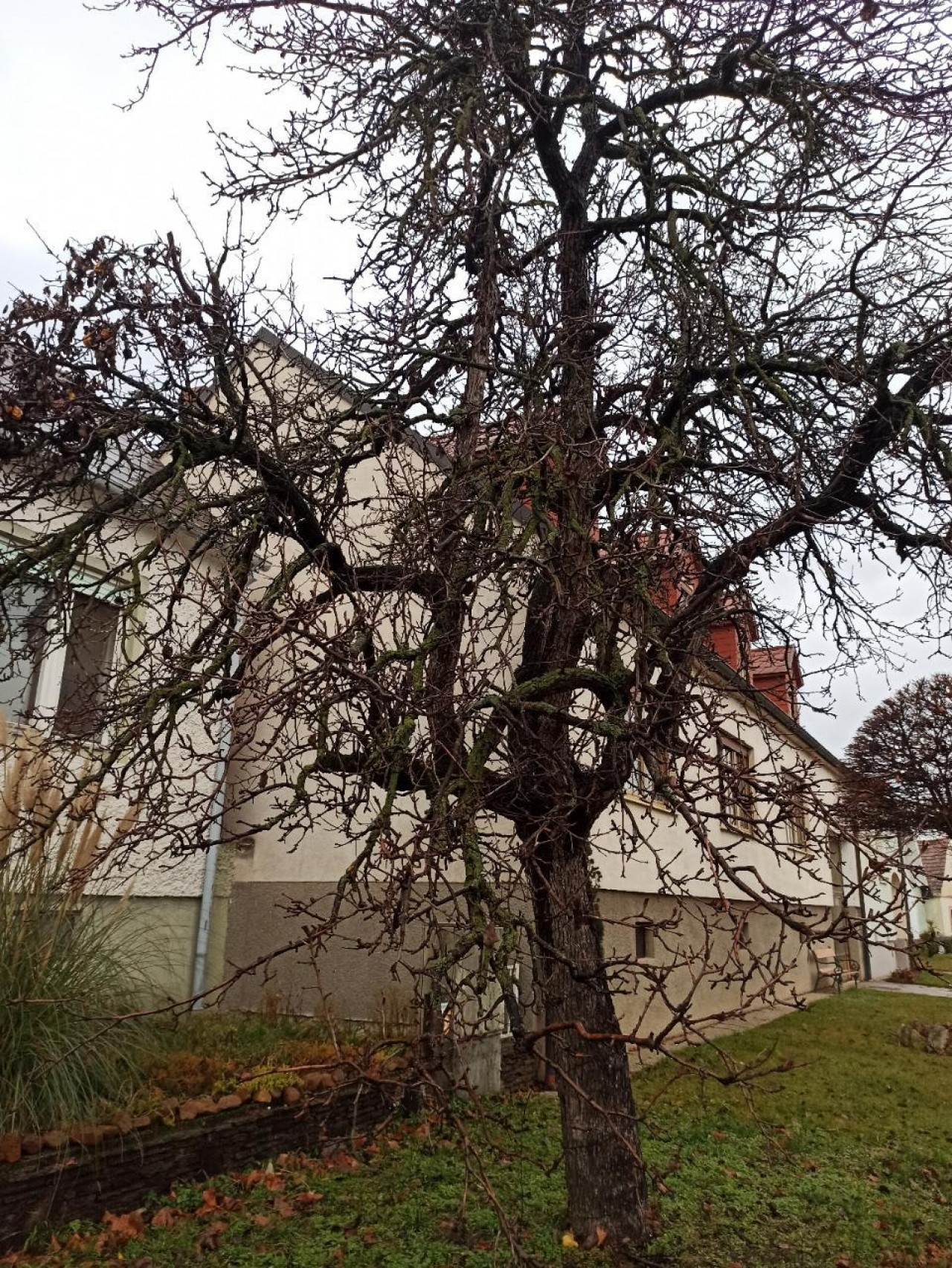 Entlaubt | Naturkalender App | 10.12.2020