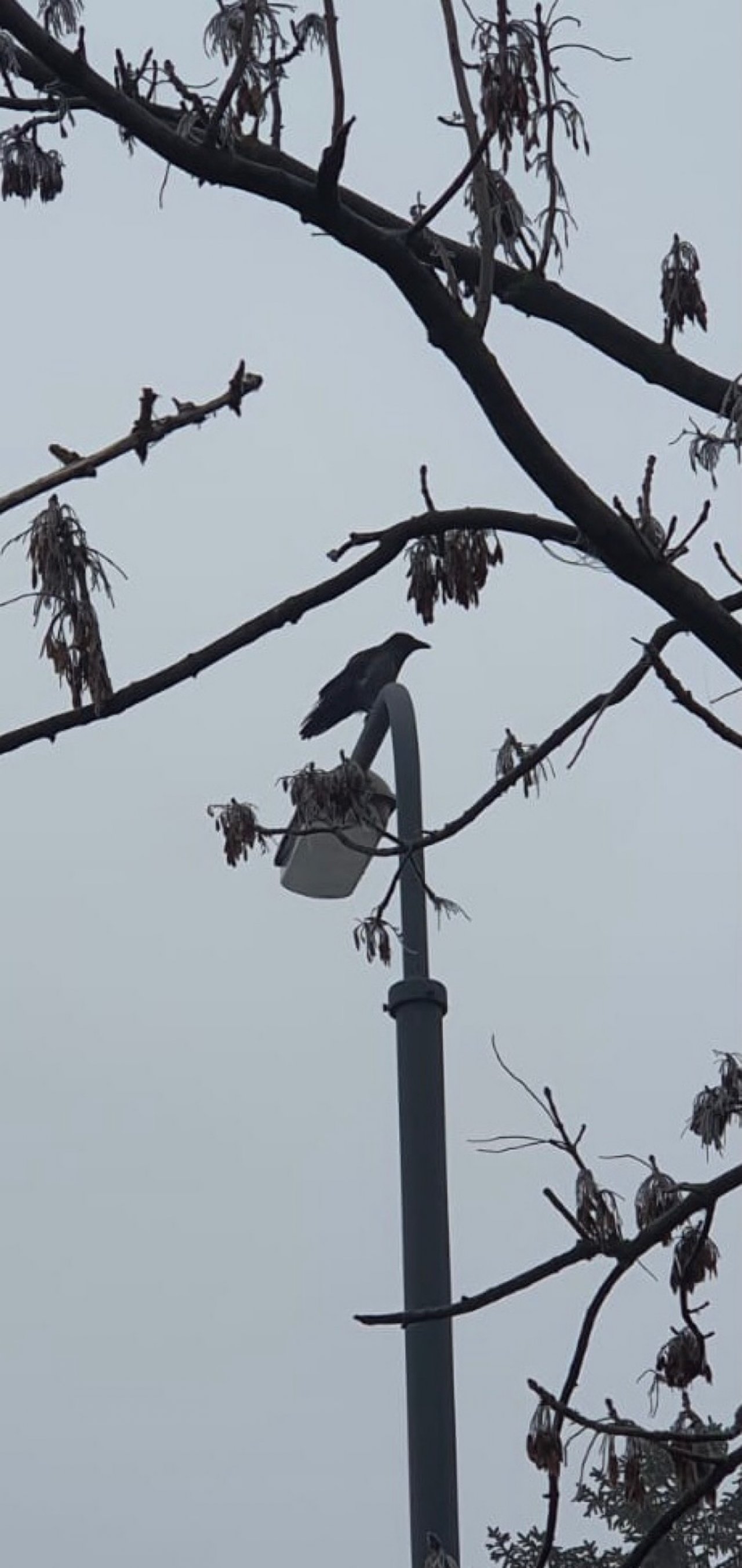 Hooded Crow in KraMobil App spotted by Krarin on 05.01.2021
