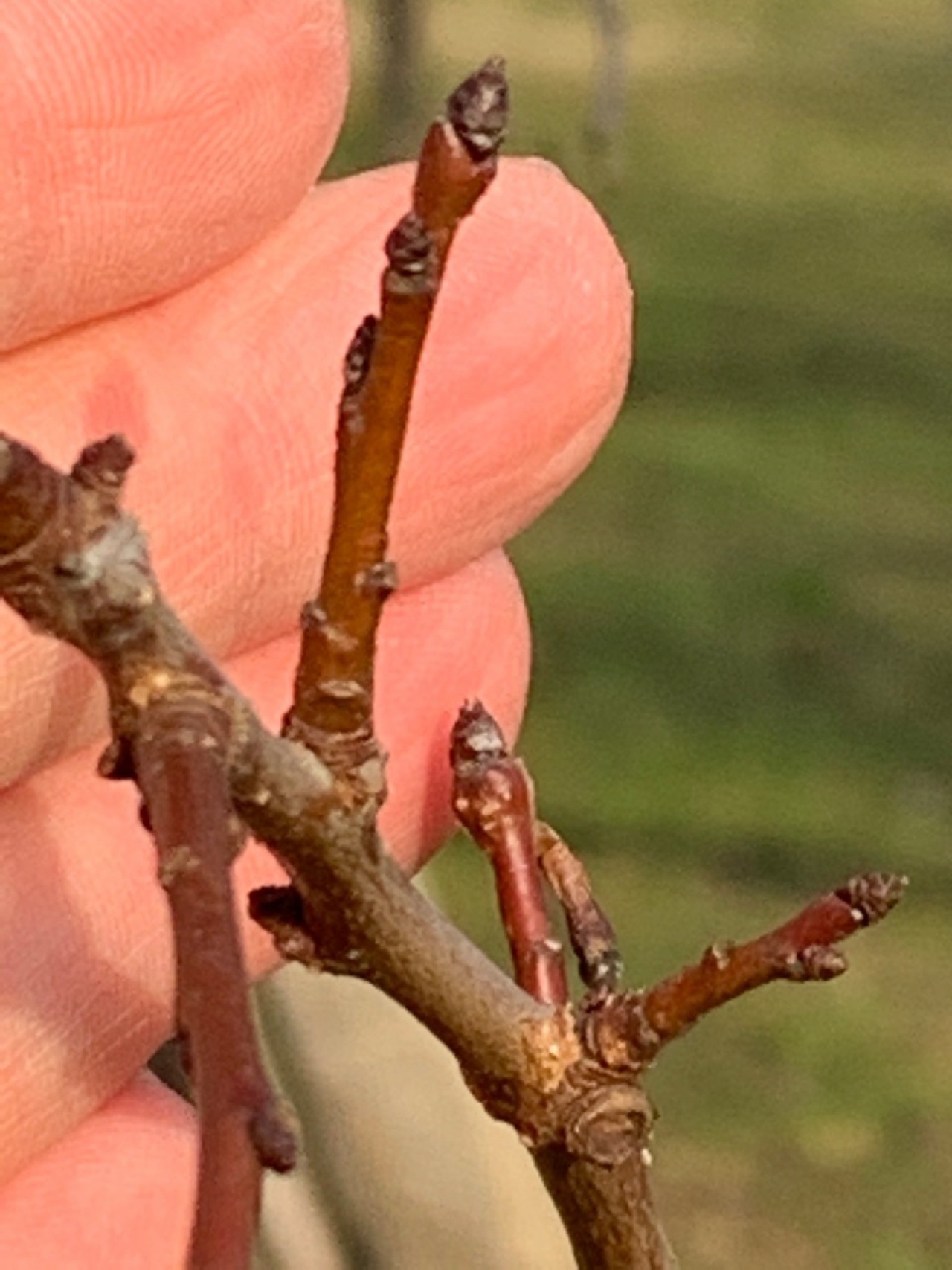 Die Knospen des entlaubten Marillenbaums sind für den Frühling bereit. | Naturkalender 