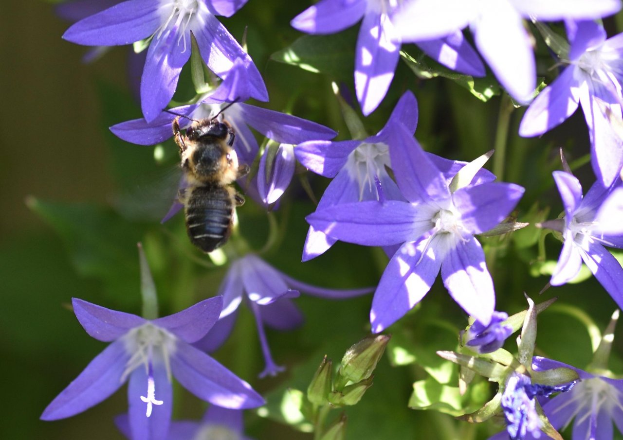 Other plant in Spot-a-Bee App spotted by Danny VG on 28.05.2019