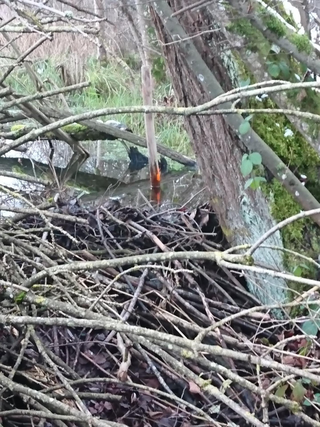 virtual scale in CrowdWater App spotted by MonikaD on 11.12.2020