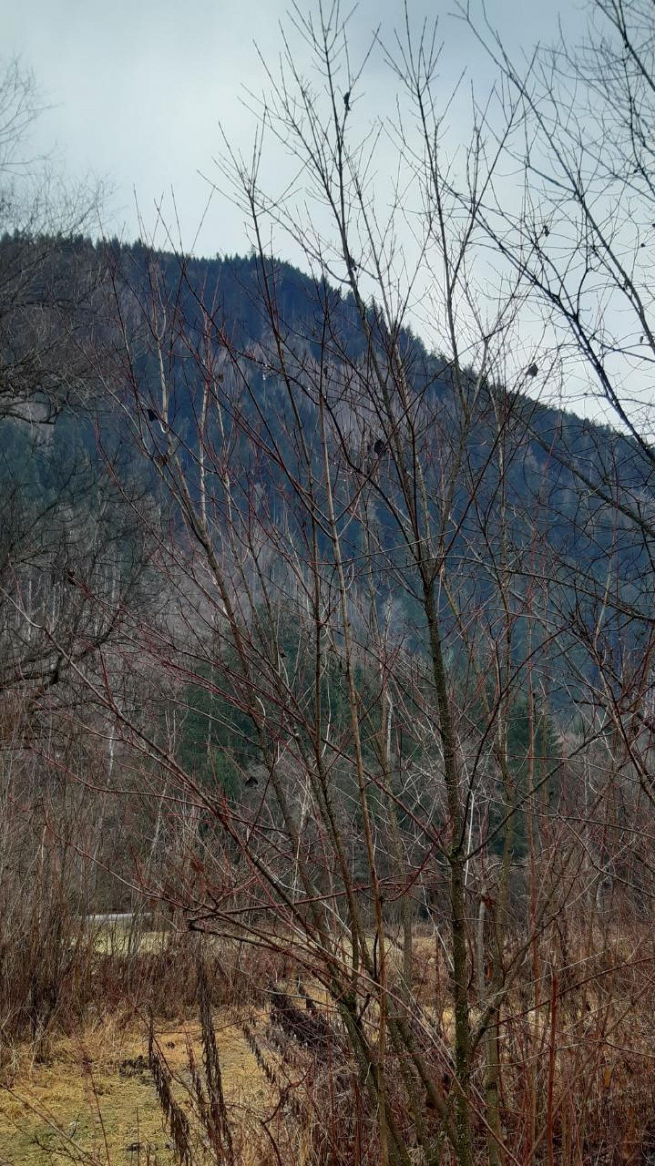 Roter Hartriegel in Naturkalender App spotted by Steinbock on 22.12.2020