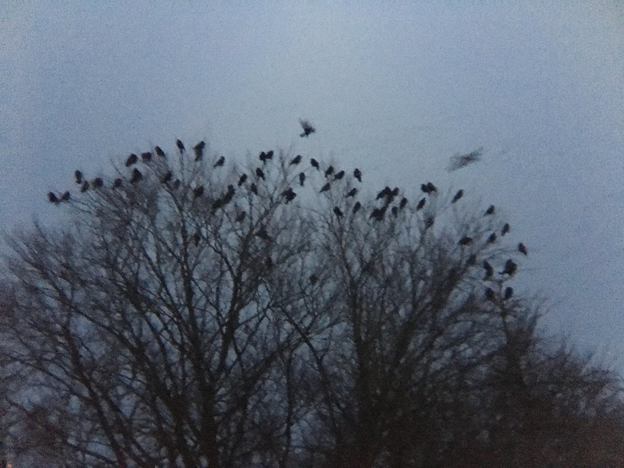 Carrion Crow in KraMobil App spotted by Andreas Ryser on 15.12.2020