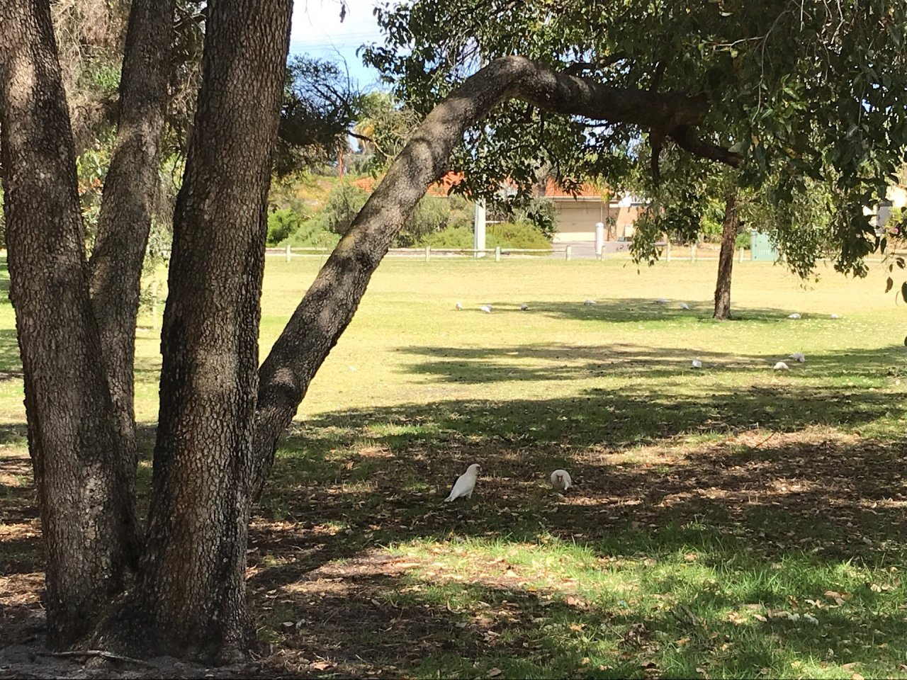 Long-billed Corella in Big City Birds App spotted by Heidinis on 14.12.2020