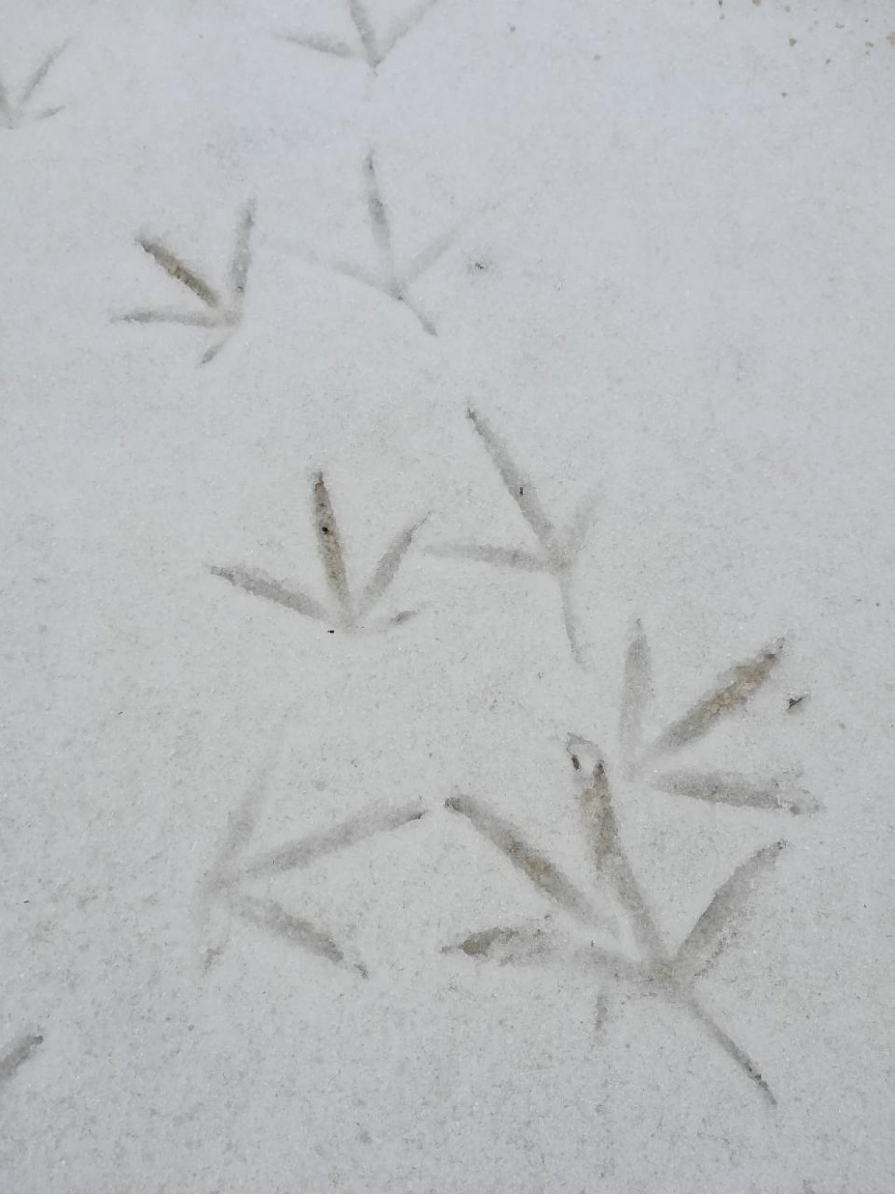 Eis auf Bächen und Teichen in Naturkalender App spotted by Elisabeth Haselberger on 12.12.2020