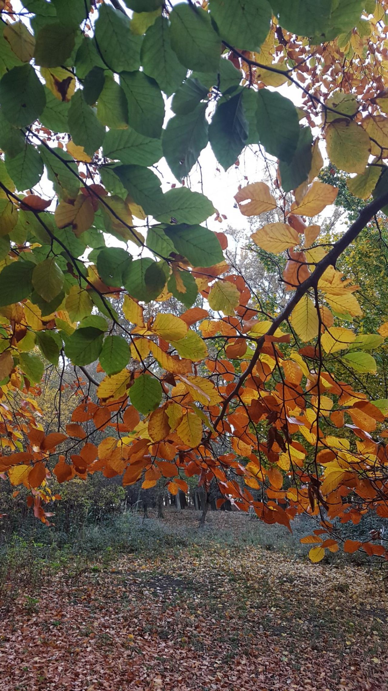 Plants in NatureSpots App spotted by Ka vonSeiten on 26.10.2019