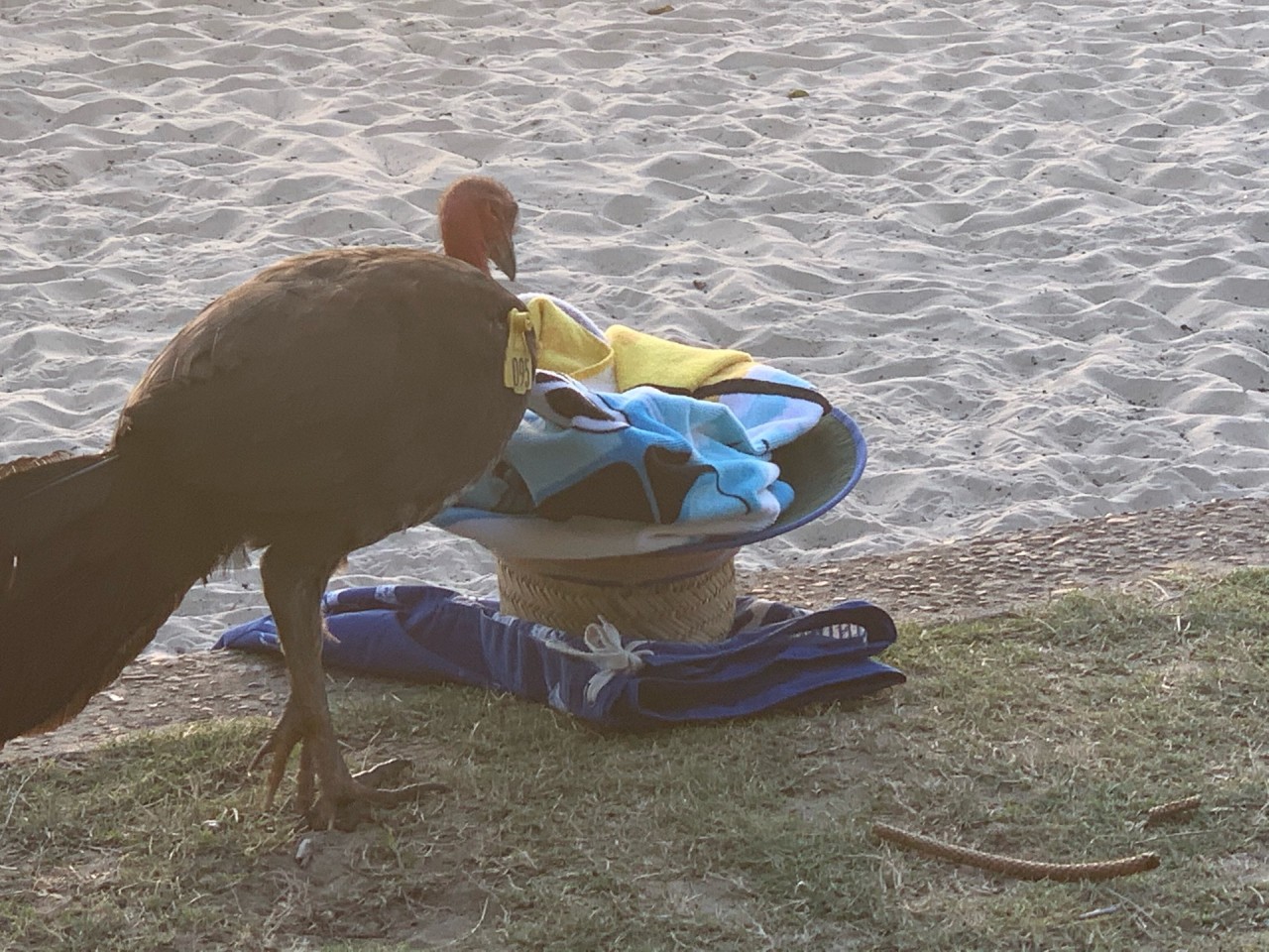 Looking for food | Big City Birds App | 09.12.2020