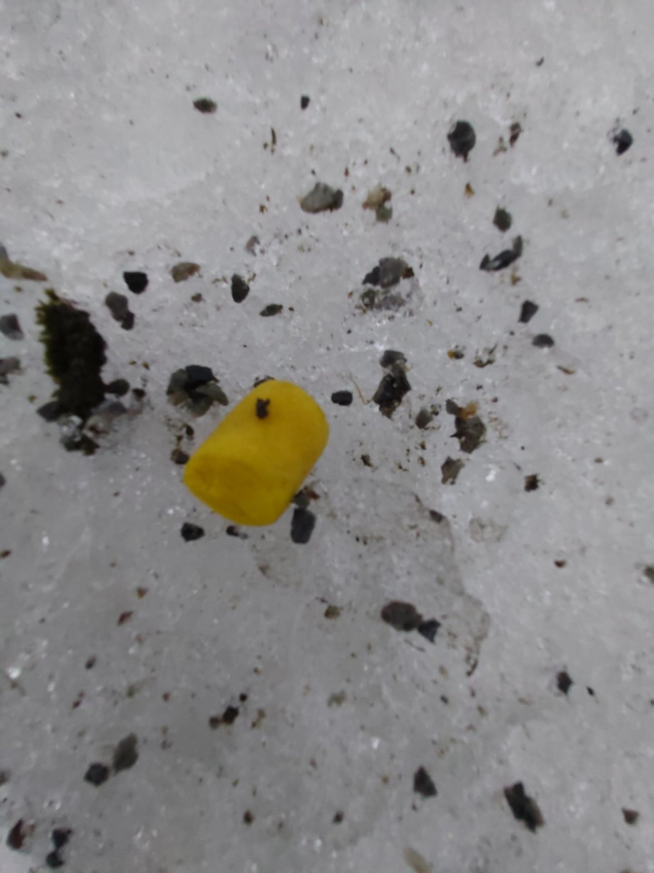 litter in DRECKSPOTZ | GLOBAL 2000 App spotted by Harald MARK on 23.01.2021