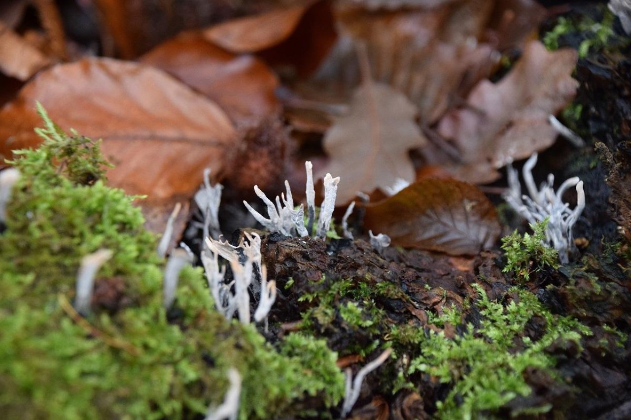 Geweihförmige Holzkeule in Pilzfinder App spotted by Markus Sabor on 13.12.2020