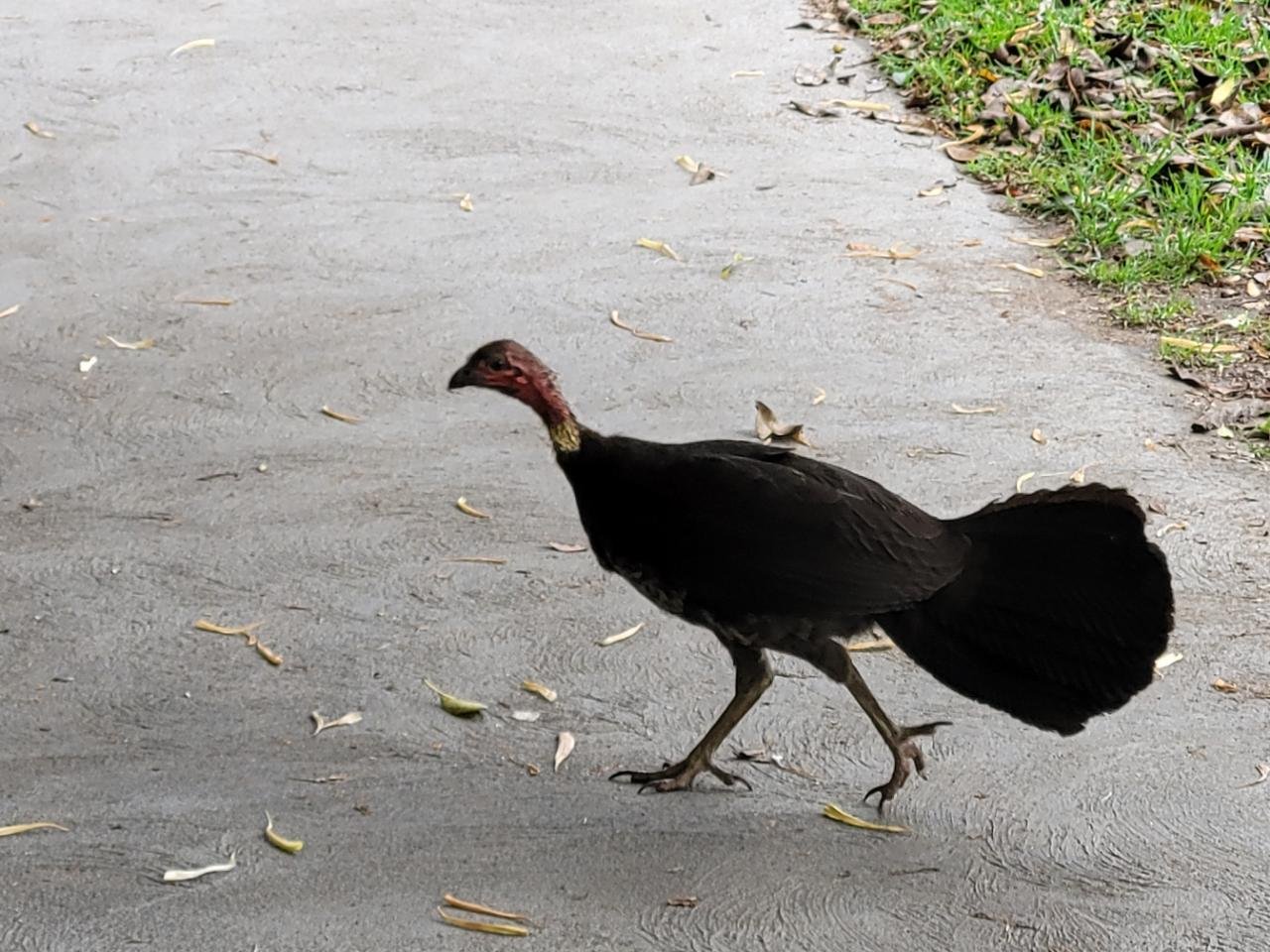 birds in BrushTurkeys App spotted by Helen Sloan on 21.12.2020