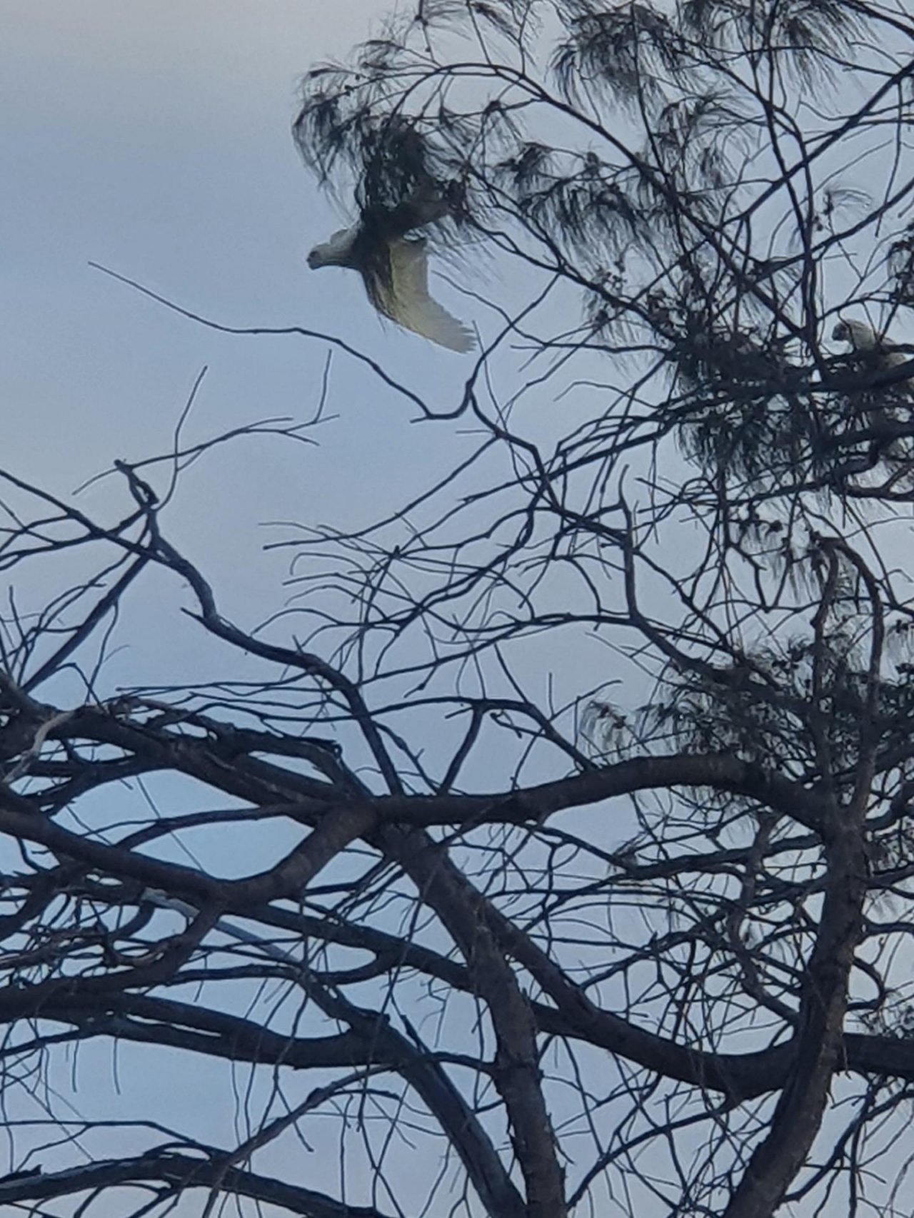 Little Corella in Big City Birds App spotted by Janice Hipperson on 27.12.2020