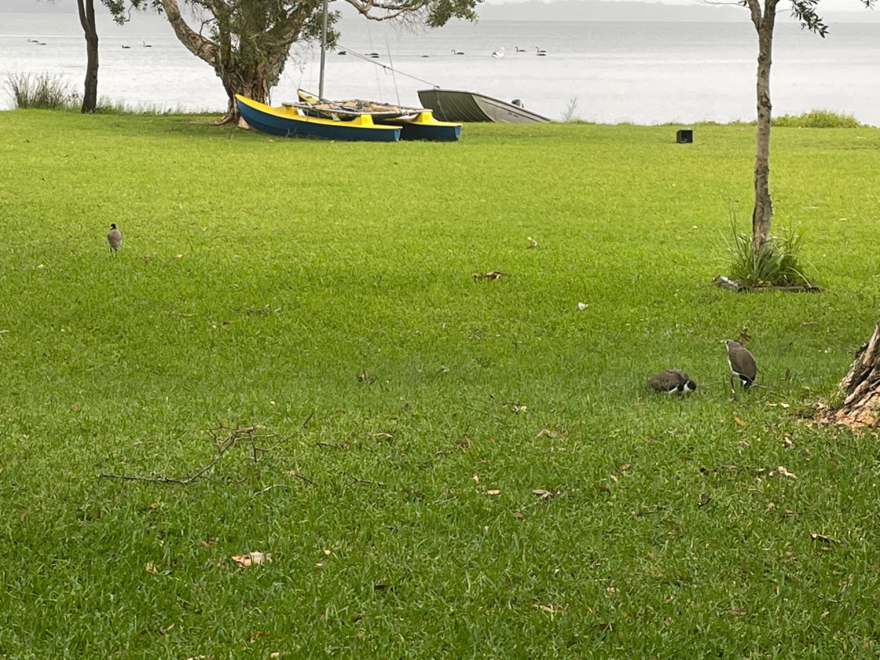 Masked Lapwing in ClimateWatch App spotted by VoterColonel on 23.02.2021