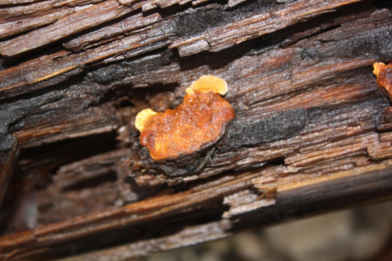 Fenchelporling in Pilzfinder App spotted by Treitner on 17.12.2020