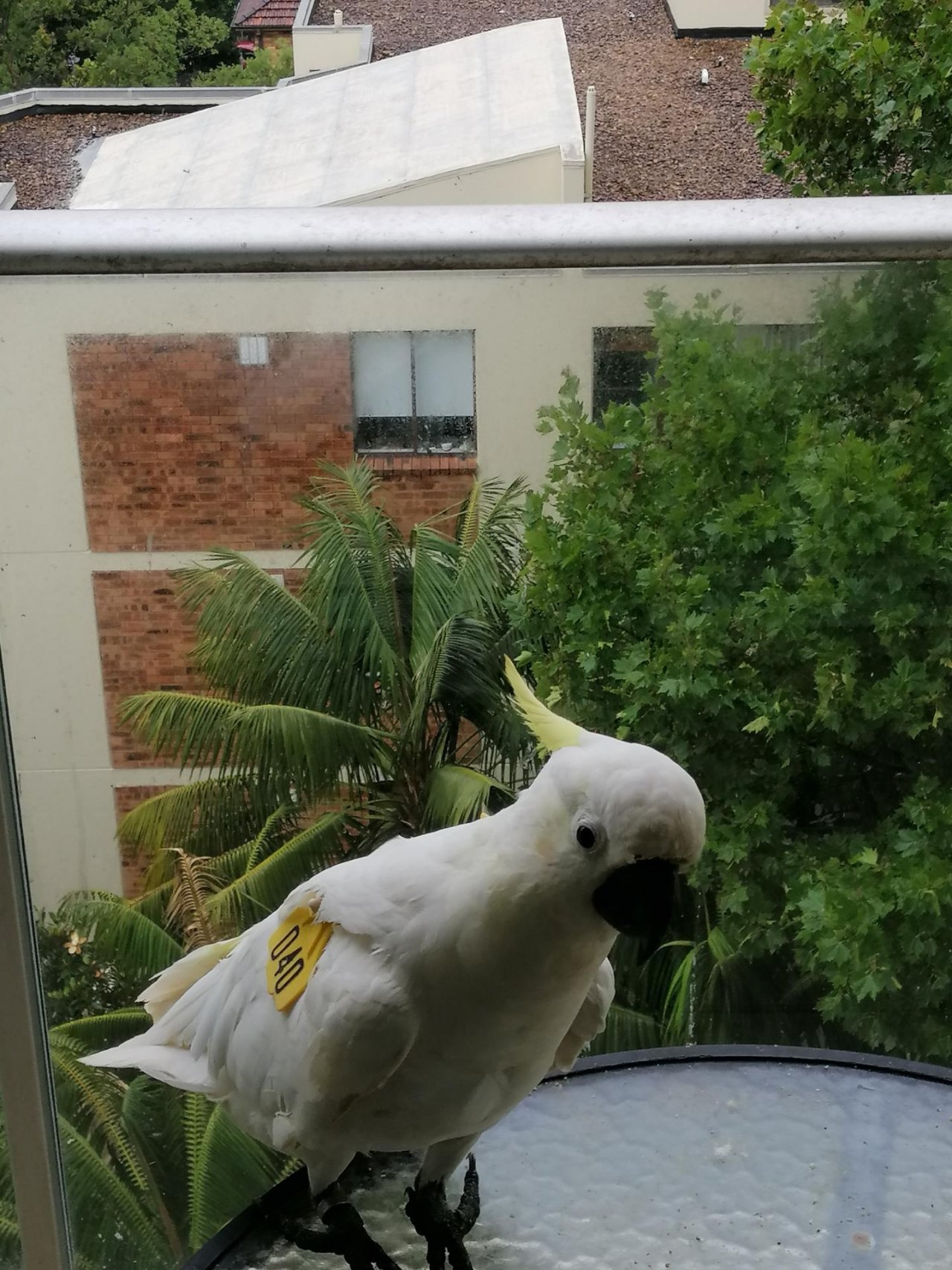 Sulphur-crested Cockatoo in Big City Birds App spotted by Loudboy on 21.12.2020