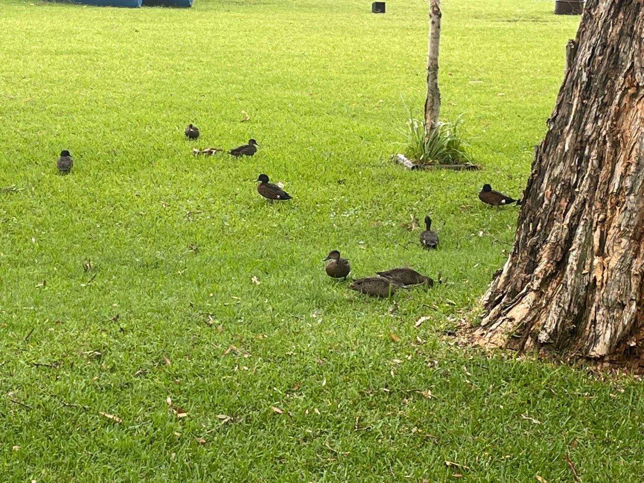 Other bird in ClimateWatch App spotted by VoterColonel on 23.02.2021