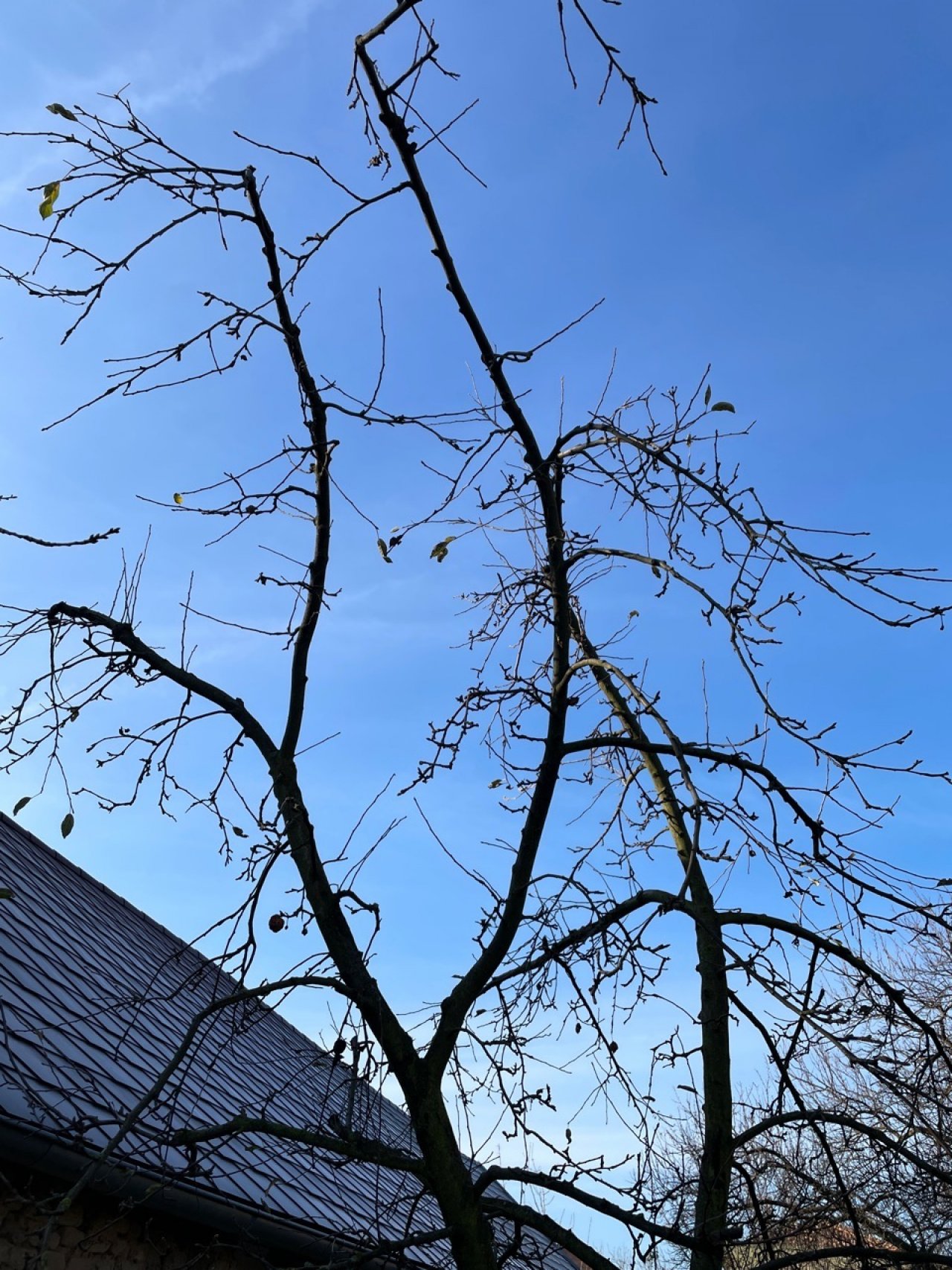 Eine andere Baumart in Naturkalender App spotted by Franz on 14.12.2020