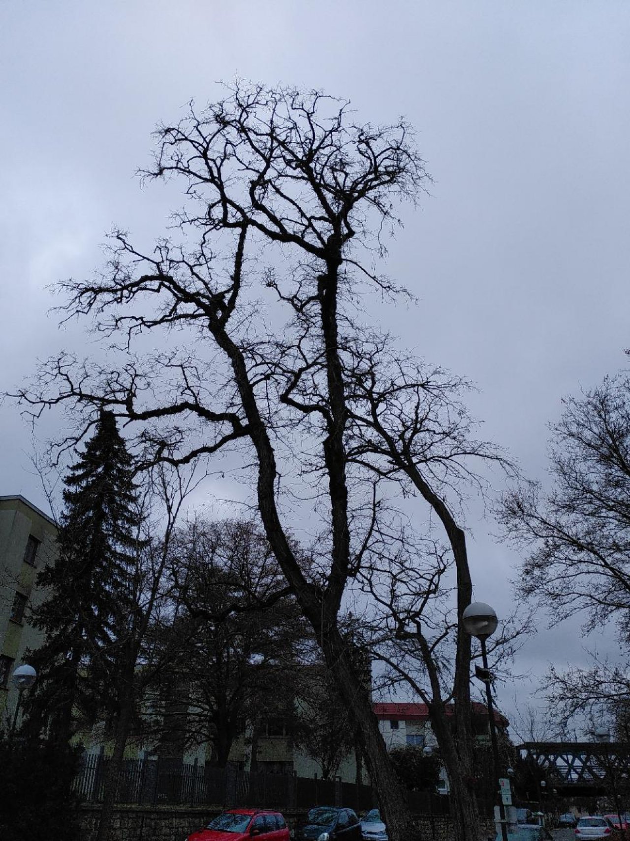 Robinie in Naturkalender App spotted by TheOSWR on 15.12.2020