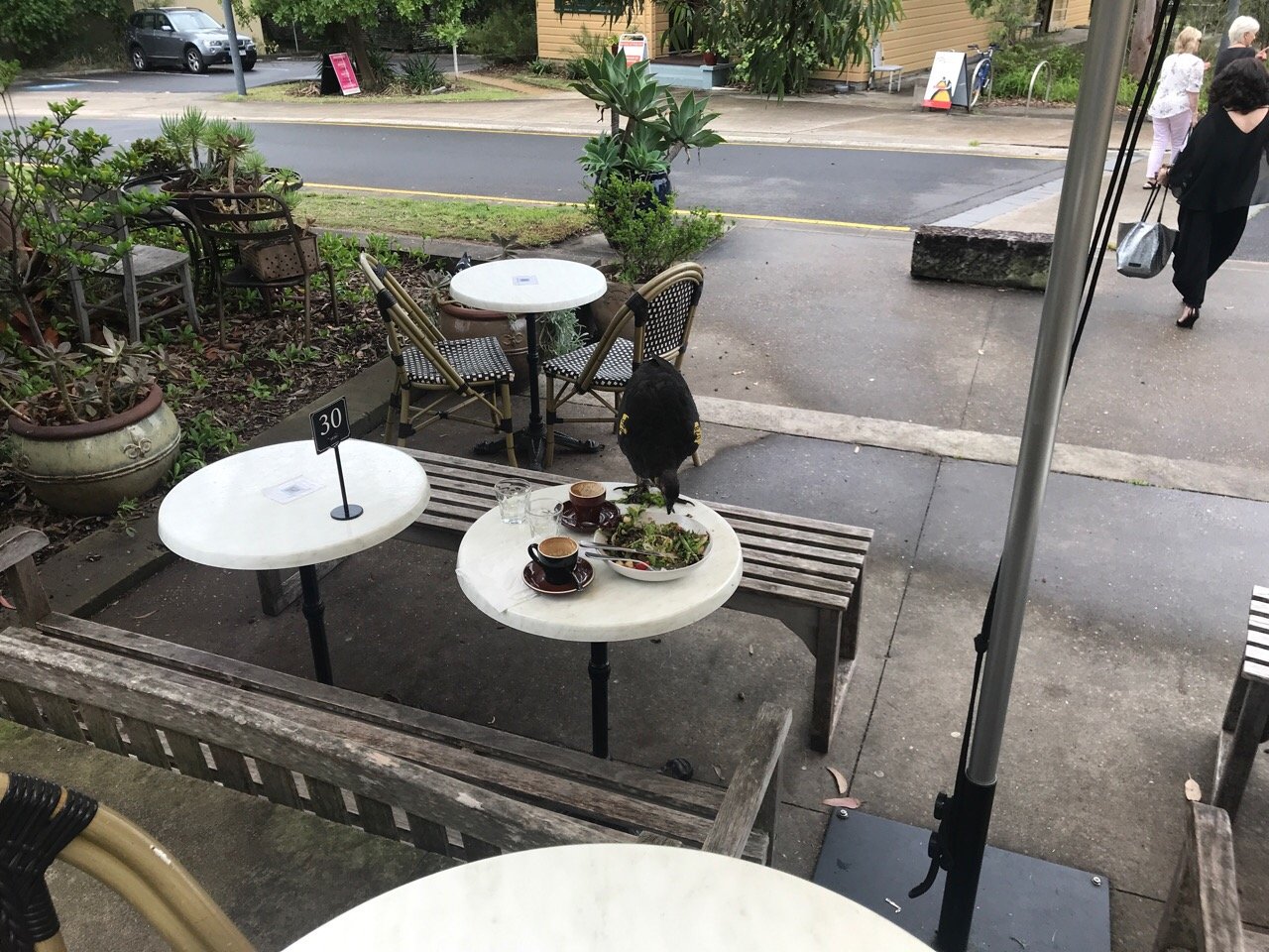 birds in BrushTurkeys App spotted by Phil, Tree of Compassion on 18.02.2021