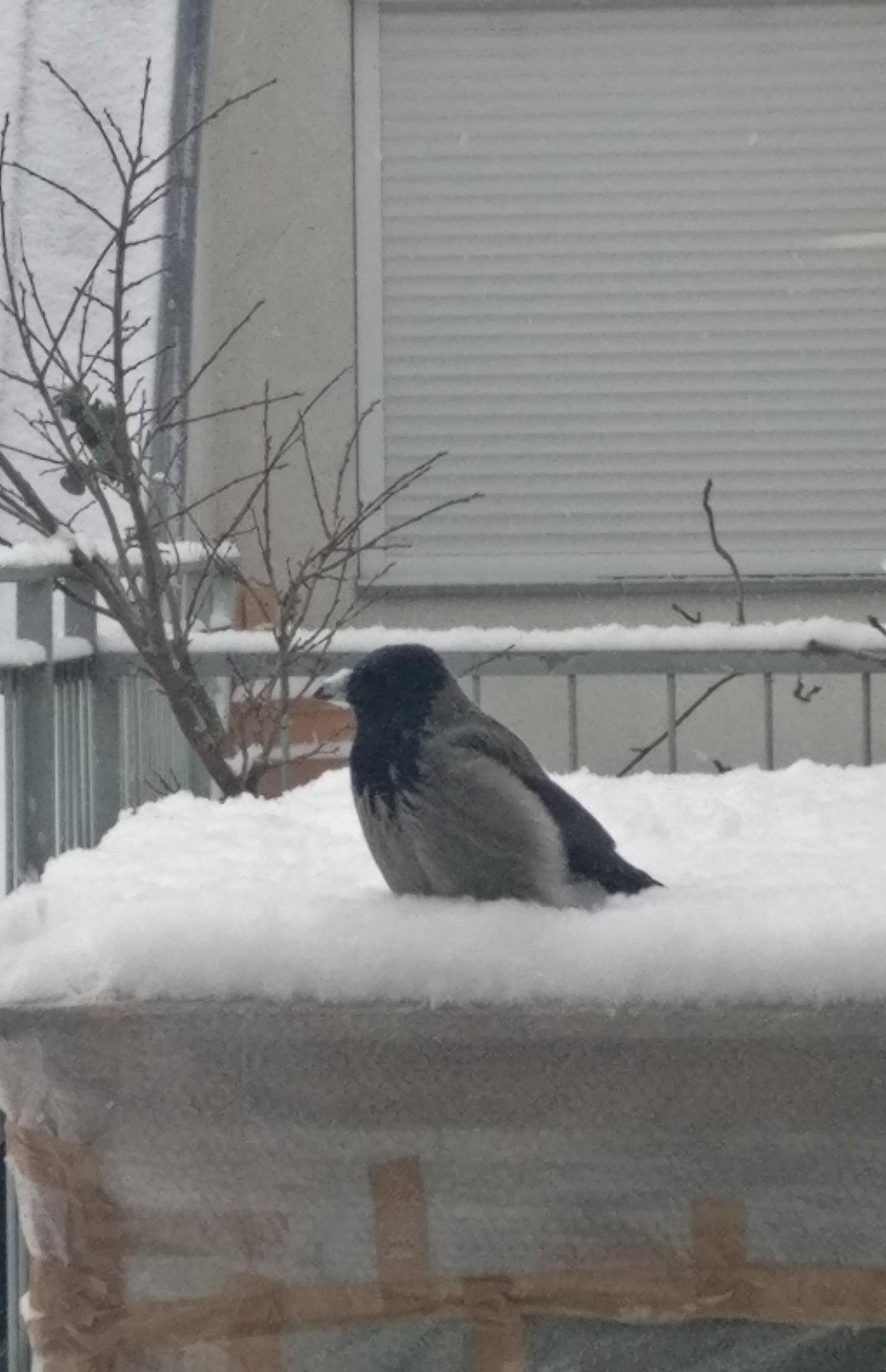 Hybrid (Carrion / Hooded) in KraMobil App spotted by Michael Pfandl on 16.01.2021