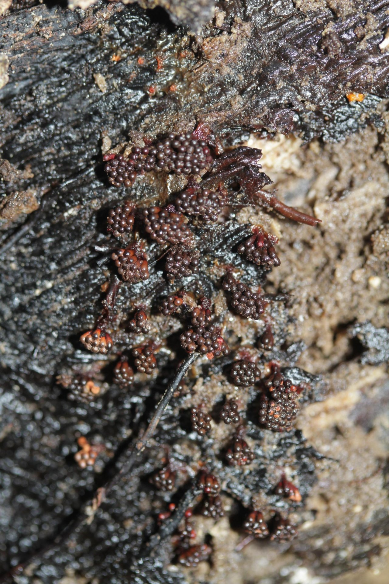 anderer Schleimpilz in Pilzfinder App spotted by Helmling on 12.12.2020