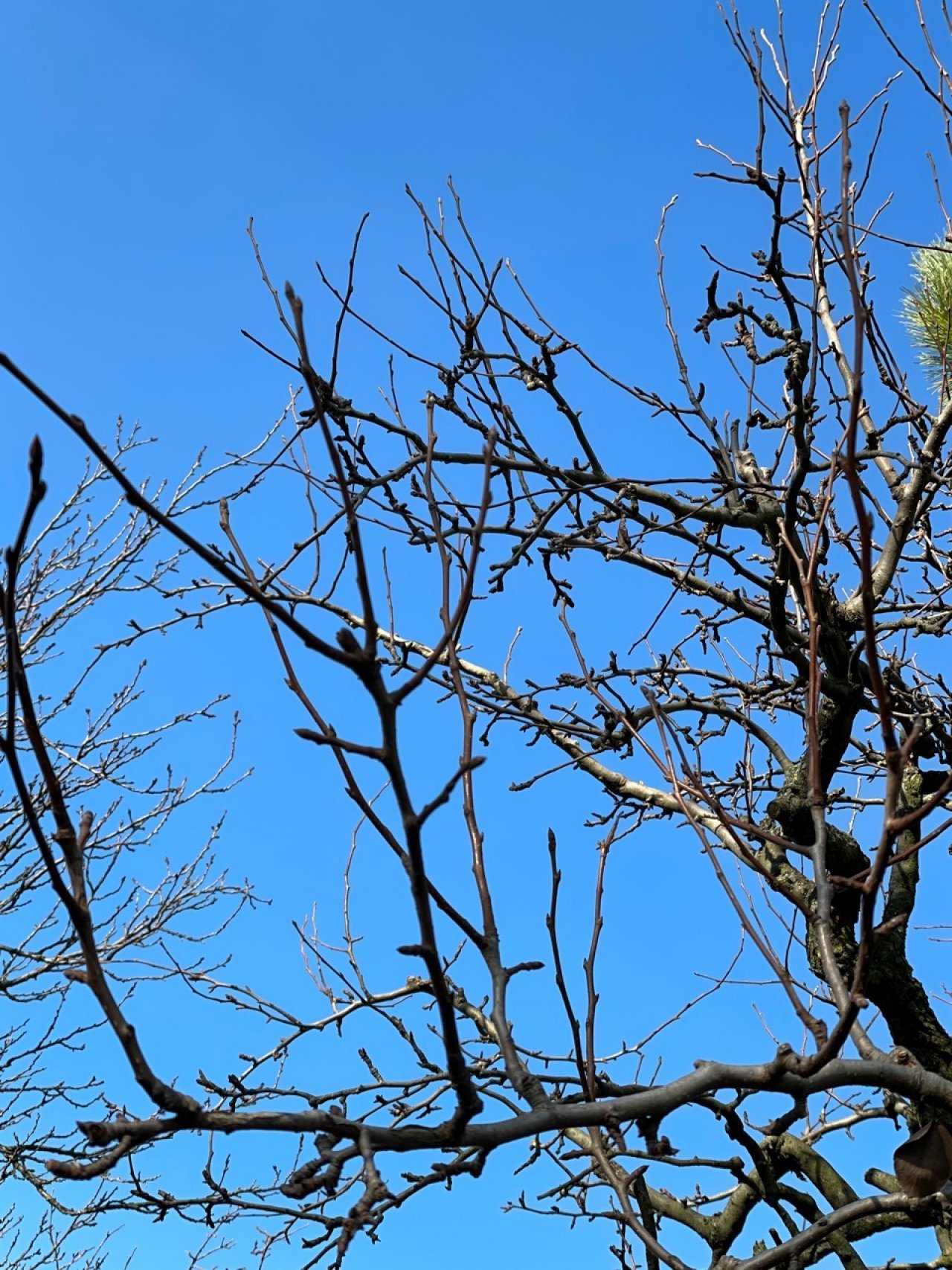 Birne in Naturkalender App spotted by Franz on 14.12.2020