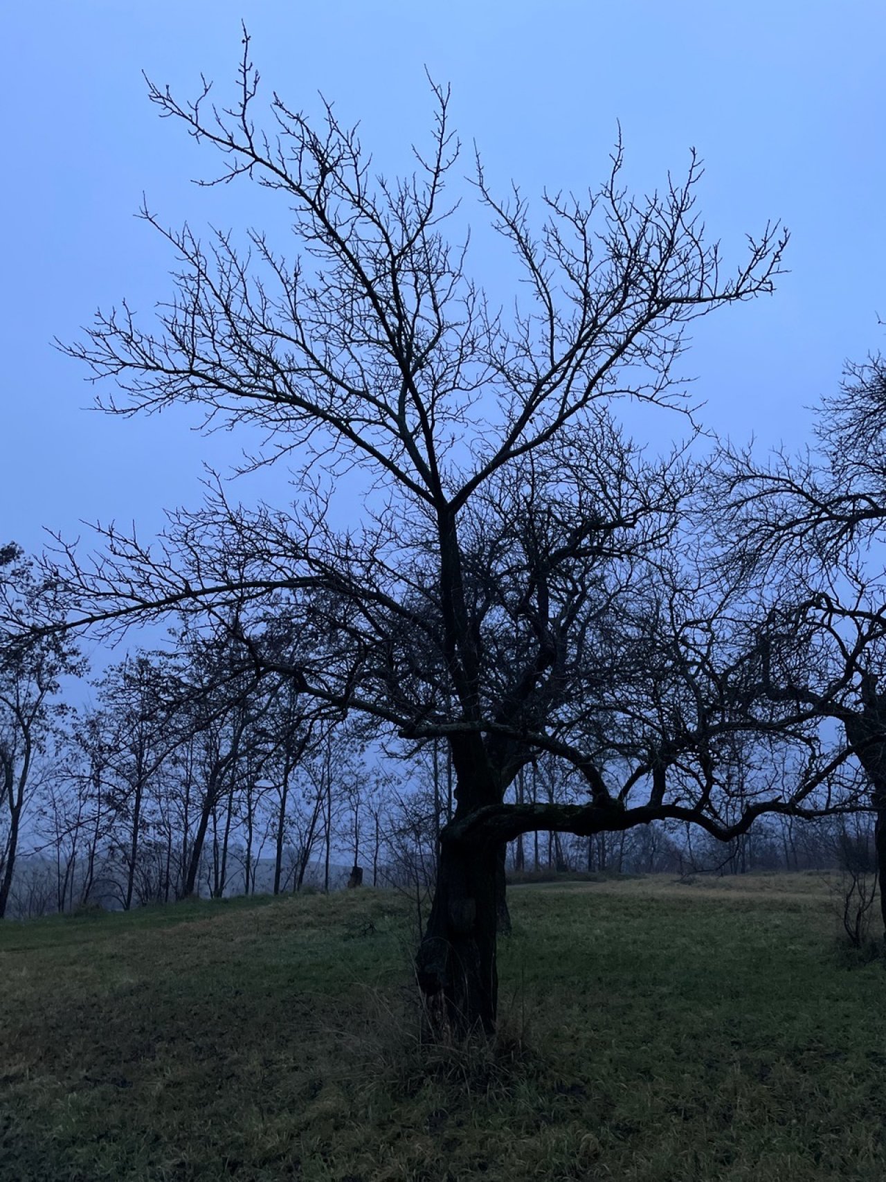 Marille in Naturkalender App spotted by Franz on 21.12.2020