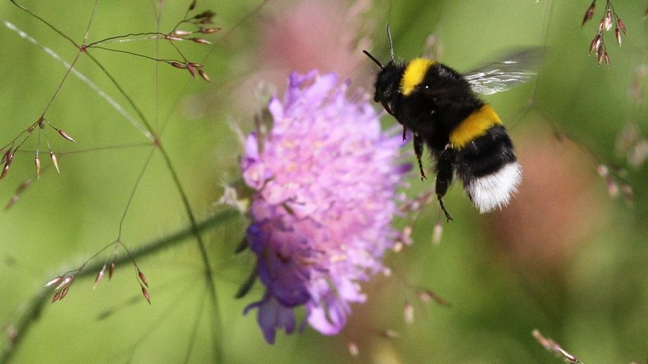 Abelha de cauda branca