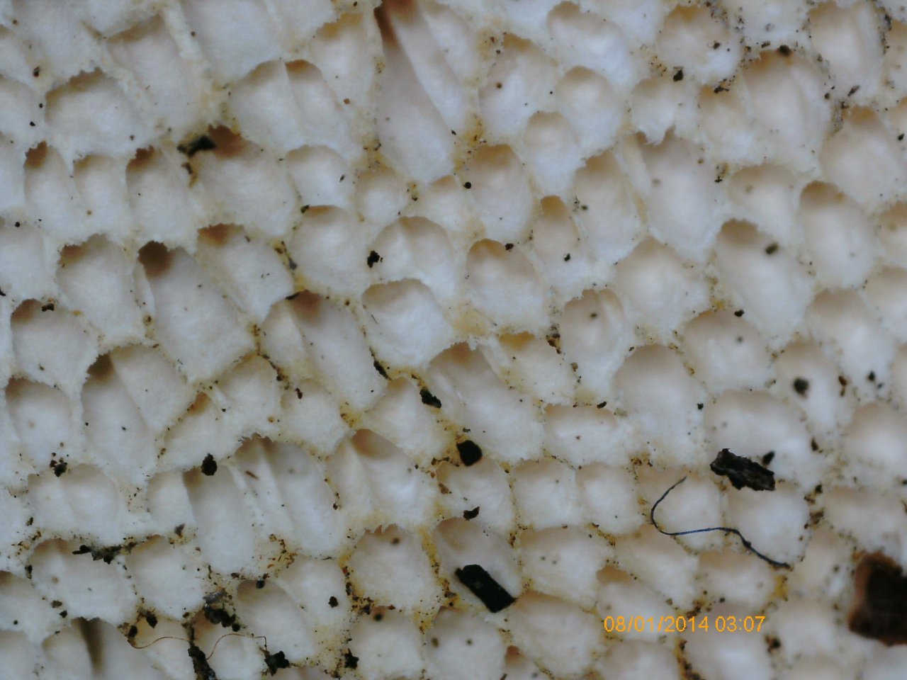 anderer Porling in Pilzfinder App spotted by Treitner on 03.01.2021