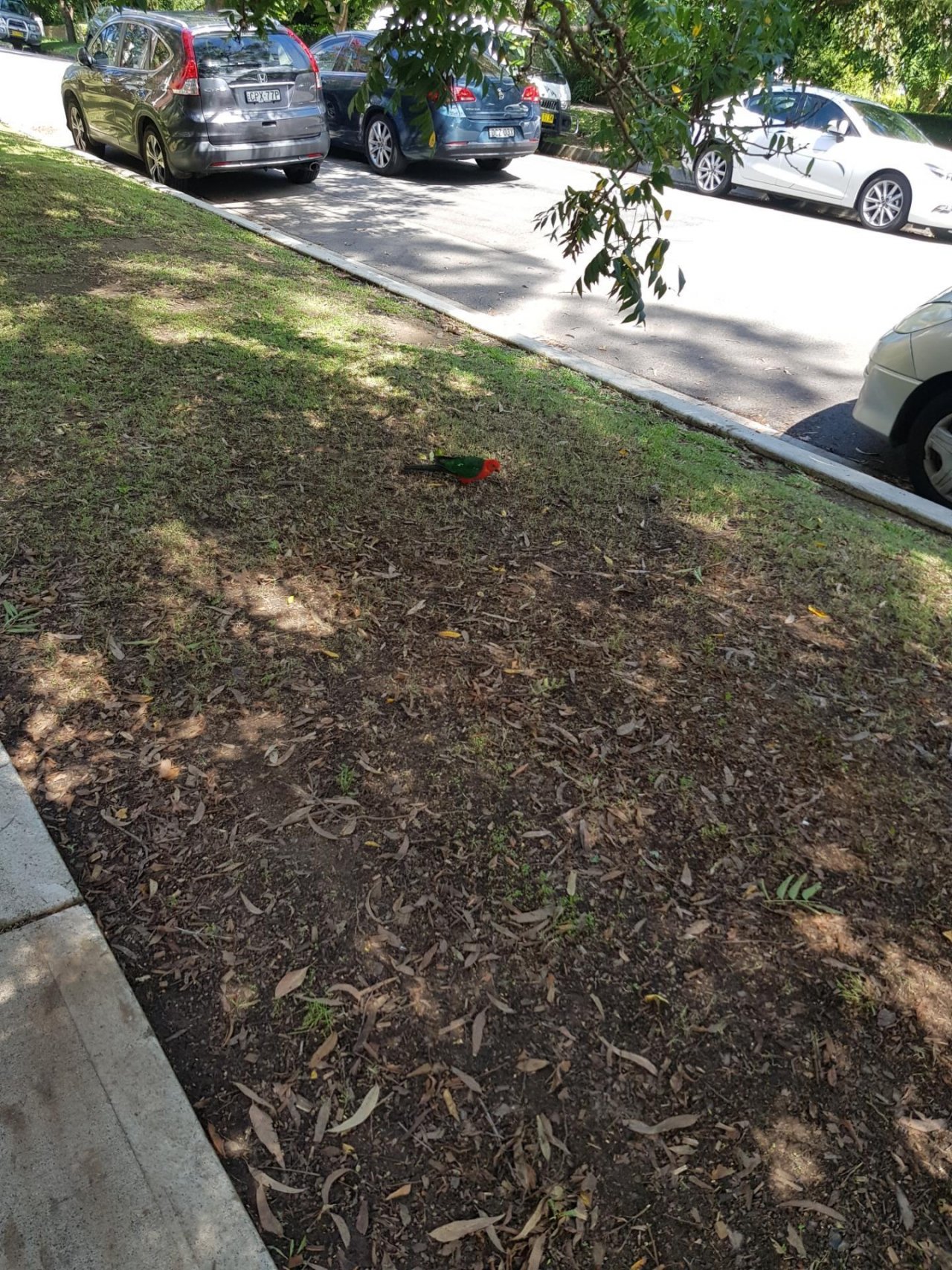 Other bird in Big City Birds App spotted by Doh, Doh on 03.02.2021