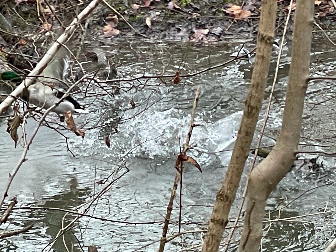 Eine andere Tierart in Naturkalender App spotted by Franz on 21.12.2020