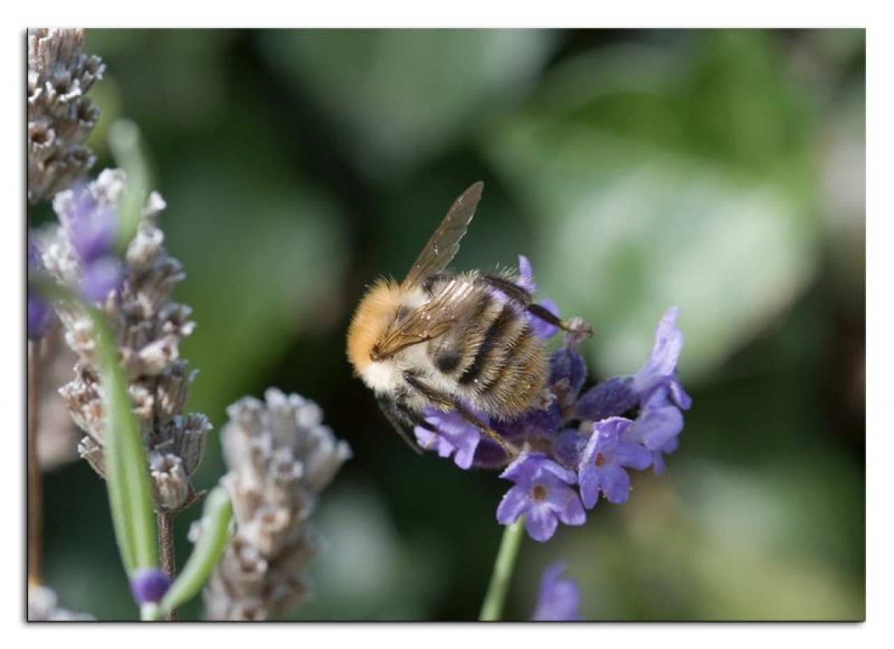 Other plant in Spot-a-Bee App spotted by Danny VG on 07.09.2020