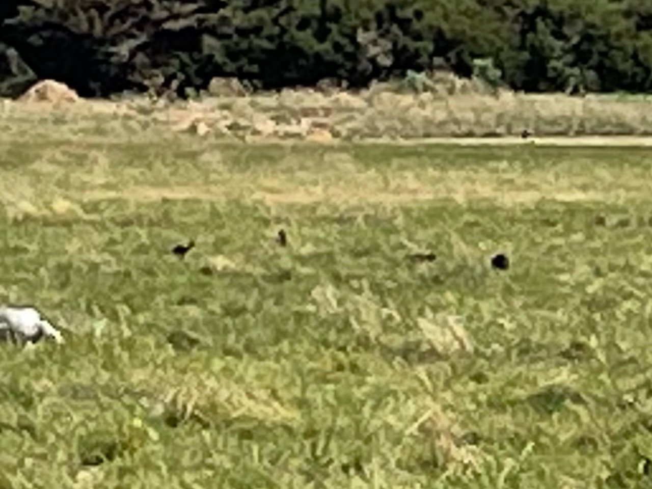 Dusky Moorhen in ClimateWatch App spotted by Allisonhall on 25.02.2021